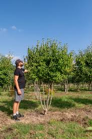 Attēlu rezultāti vaicājumam “Cornus mas”