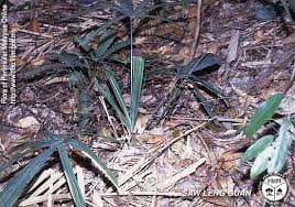 Attēlu rezultāti vaicājumam “Licea pusilla macro”