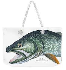 Image result for Salvelinus namaycush