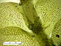 Attēlu rezultāti vaicājumam “Geocalyx graveolens”