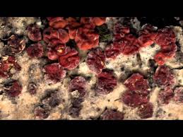 Attēlu rezultāti vaicājumam “Peniophora rufa”