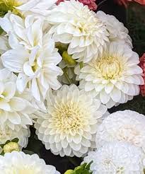Image result for Dahlia `Snowflake`
