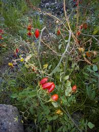 Attēlu rezultāti vaicājumam “Lycopersicon esculentum leaf”