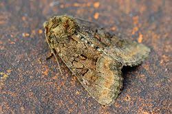 Attēlu rezultāti vaicājumam “Oligia sp.”