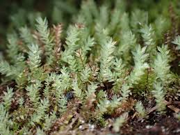 Attēlu rezultāti vaicājumam “Pohlia cruda sporophyte”