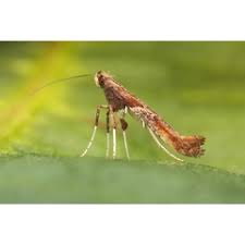 Attēlu rezultāti vaicājumam “Caloptilia hemidactylella”