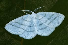 Attēlu rezultāti vaicājumam “Cabera exanthemata male”