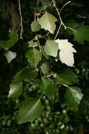 Attēlu rezultāti vaicājumam “Populus x canescens”