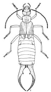 Attēlu rezultāti vaicājumam “Forficula auricularia male”