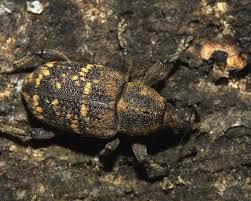 Attēlu rezultāti vaicājumam “Hylobius abietis”