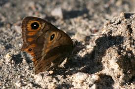 Attēlu rezultāti vaicājumam “Lasiommata petropolitana”