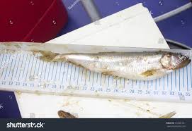 Image result for Osmerus eperlanus