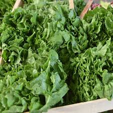 Image result for Endivie