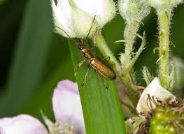 Attēlu rezultāti vaicājumam “Chrysanthia geniculata”