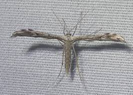 Attēlu rezultāti vaicājumam “Pterophoridae”