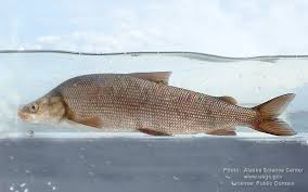 Image result for Coregonus oxyrinchus