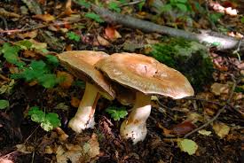 Attēlu rezultāti vaicājumam “Cortinarius praestans”