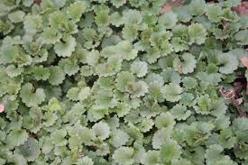 Attēlu rezultāti vaicājumam “Glechoma hederacea leaf”