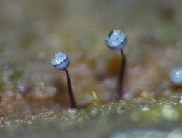 Attēlu rezultāti vaicājumam “Cribraria violacea macro”