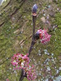 Attēlu rezultāti vaicājumam “Ulmus glabra flower”