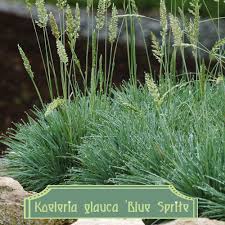 Attēlu rezultāti vaicājumam “Koeleria glauca flower”