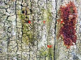 Attēlu rezultāti vaicājumam “Lecanora conizaeoides”