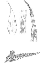 Attēlu rezultāti vaicājumam “Brachythecium albicans”