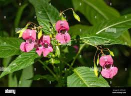 Attēlu rezultāti vaicājumam “Impatiens glandulifera flower”