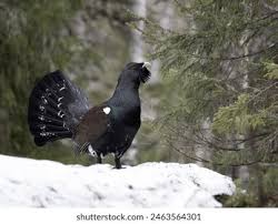 Attēlu rezultāti vaicājumam “Tetrao urogallus male”