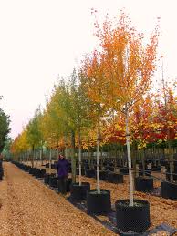 Attēlu rezultāti vaicājumam “Populus tremula”