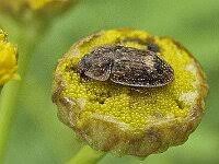 Attēlu rezultāti vaicājumam “Sospita vigintiguttata”