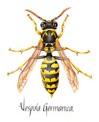 Attēlu rezultāti vaicājumam “Vespula germanica”