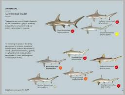 Image result for Sphyrna corona