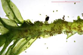 Attēlu rezultāti vaicājumam “Dichodontium pellucidum”