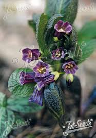 Attēlu rezultāti vaicājumam “Scopolia carniolica flower”