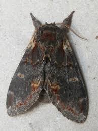 Attēlu rezultāti vaicājumam “Notodonta dromedarius”