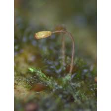 Attēlu rezultāti vaicājumam “Seligeria donniana sporophyte”