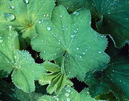 Image result for Frauenmantel