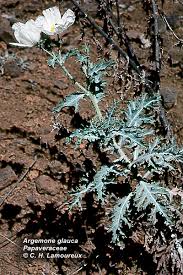 Attēlu rezultāti vaicājumam “Papaver argemone leaf”