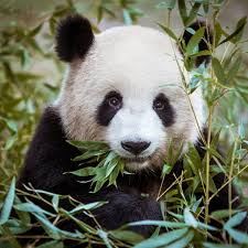 Résultat de recherche d'images pour "pandas"