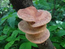 Attēlu rezultāti vaicājumam “Hapalopilus aurantiacus”