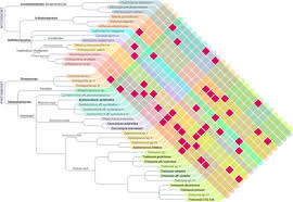 Attēlu rezultāti vaicājumam “Microcalicium disseminatum”
