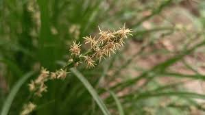 Attēlu rezultāti vaicājumam “Carex pseudocyperus male flower”
