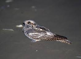 Attēlu rezultāti vaicājumam “Caprimulgus europaeus”