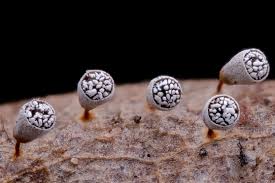 Attēlu rezultāti vaicājumam “Craterium leucocephalum var. scyphoides”