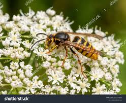 Attēlu rezultāti vaicājumam “Dolichovespula media”