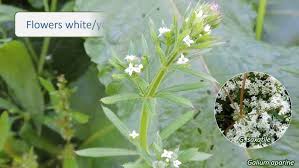 Attēlu rezultāti vaicājumam “Rubiaceae”