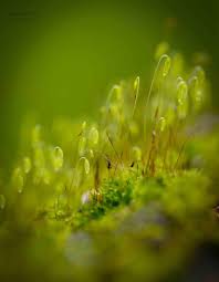 Attēlu rezultāti vaicājumam “Bryales”