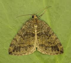 Attēlu rezultāti vaicājumam “Hydriomena furcata”