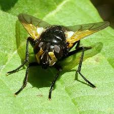 Attēlu rezultāti vaicājumam “Mesembrina meridiana”